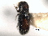  ( - CNC COLEO 00155841)  @11 [ ] CreativeCommons - Attribution (2012) CNC/CBG Photography Group Centre for Biodiversity Genomics