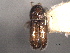  (Pseudothysanoes perseae - CNC COLEO 00155842)  @11 [ ] CreativeCommons - Attribution (2012) CNC/CBG Photography Group Centre for Biodiversity Genomics