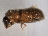  ( - CNC COLEO 00155846)  @11 [ ] CreativeCommons - Attribution (2012) CNC/CBG Photography Group Centre for Biodiversity Genomics