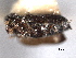 ( - CNC COLEO 00155849)  @11 [ ] CreativeCommons - Attribution (2012) CNC/CBG Photography Group Centre for Biodiversity Genomics