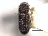  (Pseudothysanoes querneus - CNC COLEO 00155850)  @11 [ ] CreativeCommons - Attribution (2012) CNC/CBG Photography Group Centre for Biodiversity Genomics