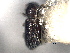  ( - CNC COLEO 00155851)  @11 [ ] CreativeCommons - Attribution (2012) CNC/CBG Photography Group Centre for Biodiversity Genomics