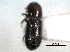  ( - CNC COLEO 00155852)  @11 [ ] CreativeCommons - Attribution (2012) CNC/CBG Photography Group Centre for Biodiversity Genomics
