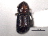  ( - CNC COLEO 00155853)  @11 [ ] CreativeCommons - Attribution (2012) CNC/CBG Photography Group Centre for Biodiversity Genomics