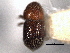  (Pseudothysanoes squameus - CNC COLEO 00155857)  @11 [ ] CreativeCommons - Attribution (2012) CNC/CBG Photography Group Centre for Biodiversity Genomics