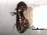  ( - CNC COLEO 00155859)  @11 [ ] CreativeCommons - Attribution (2012) CNC/CBG Photography Group Centre for Biodiversity Genomics