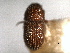  (Pseudothysanoes turnbowi - CNC COLEO 00155867)  @11 [ ] CreativeCommons - Attribution (2012) CNC/CBG Photography Group Centre for Biodiversity Genomics