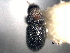  (Pseudothysanoes yuccae - CNC COLEO 00155868)  @11 [ ] CreativeCommons - Attribution (2012) CNC/CBG Photography Group Centre for Biodiversity Genomics