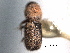  ( - CNC COLEO 00155871)  @11 [ ] CreativeCommons - Attribution (2012) CNC/CBG Photography Group Centre for Biodiversity Genomics