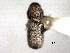  ( - CNC COLEO 00155873)  @11 [ ] CreativeCommons - Attribution (2012) CNC/CBG Photography Group Centre for Biodiversity Genomics