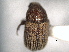  ( - CNC COLEO 00155937)  @11 [ ] CreativeCommons - Attribution (2012) CNC/CBG Photography Group Centre for Biodiversity Genomics
