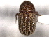  (Phloeoditica curtus - CNC COLEO 00155938)  @11 [ ] CreativeCommons - Attribution (2012) CNC/CBG Photography Group Centre for Biodiversity Genomics