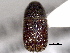  ( - CNC COLEO 00155946)  @11 [ ] CreativeCommons - Attribution (2012) CNC/CBG Photography Group Centre for Biodiversity Genomics