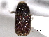  ( - CNC COLEO 00155947)  @11 [ ] CreativeCommons - Attribution (2012) CNC/CBG Photography Group Centre for Biodiversity Genomics