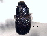  ( - CNC COLEO 00155963)  @11 [ ] CreativeCommons - Attribution (2012) CNC/CBG Photography Group Centre for Biodiversity Genomics