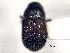  (Phloeotribus collaris - CNC COLEO 00155994)  @11 [ ] CreativeCommons - Attribution (2012) CNC/CBG Photography Group Centre for Biodiversity Genomics