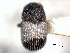  (Phloeotribus demessus - CNC COLEO 00155995)  @12 [ ] CreativeCommons - Attribution (2012) CNC/CBG Photography Group Centre for Biodiversity Genomics