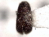  ( - CNC COLEO 00155999)  @11 [ ] CreativeCommons - Attribution (2012) CNC/CBG Photography Group Centre for Biodiversity Genomics