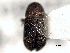 (Phloeotribus destructor - CNC COLEO 00156000)  @11 [ ] CreativeCommons - Attribution (2012) CNC/CBG Photography Group Centre for Biodiversity Genomics