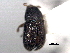  (Phloeotribus discrepans - CNC COLEO 00156001)  @11 [ ] CreativeCommons - Attribution (2012) CNC/CBG Photography Group Centre for Biodiversity Genomics