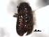  ( - CNC COLEO 00156002)  @11 [ ] CreativeCommons - Attribution (2012) CNC/CBG Photography Group Centre for Biodiversity Genomics