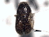  ( - CNC COLEO 00156003)  @11 [ ] CreativeCommons - Attribution (2012) CNC/CBG Photography Group Centre for Biodiversity Genomics