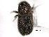  ( - CNC COLEO 00156016)  @12 [ ] CreativeCommons - Attribution (2012) CNC/CBG Photography Group Centre for Biodiversity Genomics