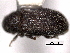  ( - CNC COLEO 00156017)  @11 [ ] CreativeCommons - Attribution (2012) CNC/CBG Photography Group Centre for Biodiversity Genomics