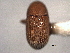  (Phloeotribus nanus - CNC COLEO 00156022)  @11 [ ] CreativeCommons - Attribution (2012) CNC/CBG Photography Group Centre for Biodiversity Genomics