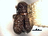  ( - CNC COLEO 00156028)  @11 [ ] CreativeCommons - Attribution (2012) CNC/CBG Photography Group Centre for Biodiversity Genomics