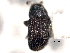  (Phloeotribus perniciosus - CNC COLEO 00156030)  @11 [ ] CreativeCommons - Attribution (2012) CNC/CBG Photography Group Centre for Biodiversity Genomics