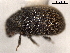  (Phloeotribus quercinus - CNC COLEO 00156035)  @11 [ ] CreativeCommons - Attribution (2012) CNC/CBG Photography Group Centre for Biodiversity Genomics