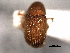  ( - CNC COLEO 00156036)  @11 [ ] CreativeCommons - Attribution (2012) CNC/CBG Photography Group Centre for Biodiversity Genomics