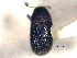  (Phloeotribus pruni - CNC COLEO 00156038)  @11 [ ] CreativeCommons - Attribution (2012) CNC/CBG Photography Group Centre for Biodiversity Genomics
