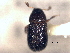  ( - CNC COLEO 00156039)  @11 [ ] CreativeCommons - Attribution (2012) CNC/CBG Photography Group Centre for Biodiversity Genomics