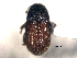  ( - CNC COLEO 00156042)  @11 [ ] CreativeCommons - Attribution (2012) CNC/CBG Photography Group Centre for Biodiversity Genomics