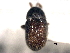  ( - CNC COLEO 00156044)  @11 [ ] CreativeCommons - Attribution (2012) CNC/CBG Photography Group Centre for Biodiversity Genomics