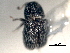  ( - CNC COLEO 00156050)  @11 [ ] CreativeCommons - Attribution (2012) CNC/CBG Photography Group Centre for Biodiversity Genomics