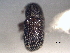 (Phloeotribus texanus - CNC COLEO 00156051)  @11 [ ] CreativeCommons - Attribution (2012) CNC/CBG Photography Group Centre for Biodiversity Genomics