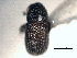  ( - CNC COLEO 00156052)  @11 [ ] CreativeCommons - Attribution (2012) CNC/CBG Photography Group Centre for Biodiversity Genomics