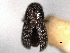  ( - CNC COLEO 00156053)  @11 [ ] CreativeCommons - Attribution (2012) CNC/CBG Photography Group Centre for Biodiversity Genomics