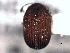  (Phloeotribus uniseriatus - CNC COLEO 00156057)  @11 [ ] CreativeCommons - Attribution (2012) CNC/CBG Photography Group Centre for Biodiversity Genomics