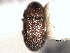  ( - CNC COLEO 00156062)  @11 [ ] CreativeCommons - Attribution (2012) CNC/CBG Photography Group Centre for Biodiversity Genomics