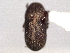  (Polygraphus coronatus - CNC COLEO 00156089)  @11 [ ] CreativeCommons - Attribution (2012) CNC/CBG Photography Group Centre for Biodiversity Genomics