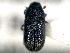  ( - CNC COLEO 00156098)  @11 [ ] CreativeCommons - Attribution (2012) CNC/CBG Photography Group Centre for Biodiversity Genomics