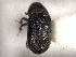  ( - CNC COLEO 00156100)  @11 [ ] CreativeCommons - Attribution (2012) CNC/CBG Photography Group Centre for Biodiversity Genomics