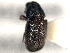  ( - CNC COLEO 00156102)  @11 [ ] CreativeCommons - Attribution (2012) CNC/CBG Photography Group Centre for Biodiversity Genomics