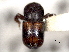  ( - CNC COLEO 00156112)  @11 [ ] CreativeCommons - Attribution (2012) CNC/CBG Photography Group Centre for Biodiversity Genomics