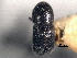  (Arixyleborus morio - CNC COLEO 00156154)  @11 [ ] CreativeCommons - Attribution (2012) CNC/CBG Photography Group Centre for Biodiversity Genomics