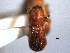  ( - CNC COLEO 00156188)  @13 [ ] CreativeCommons - Attribution (2012) CNC/CBG Photography Group Centre for Biodiversity Genomics